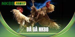 Đá gà NK88